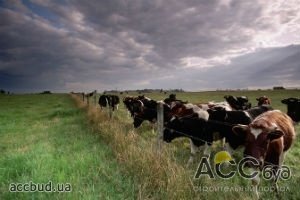 Неиспользуемые земельные паи хотят выкупить для общественных нужд